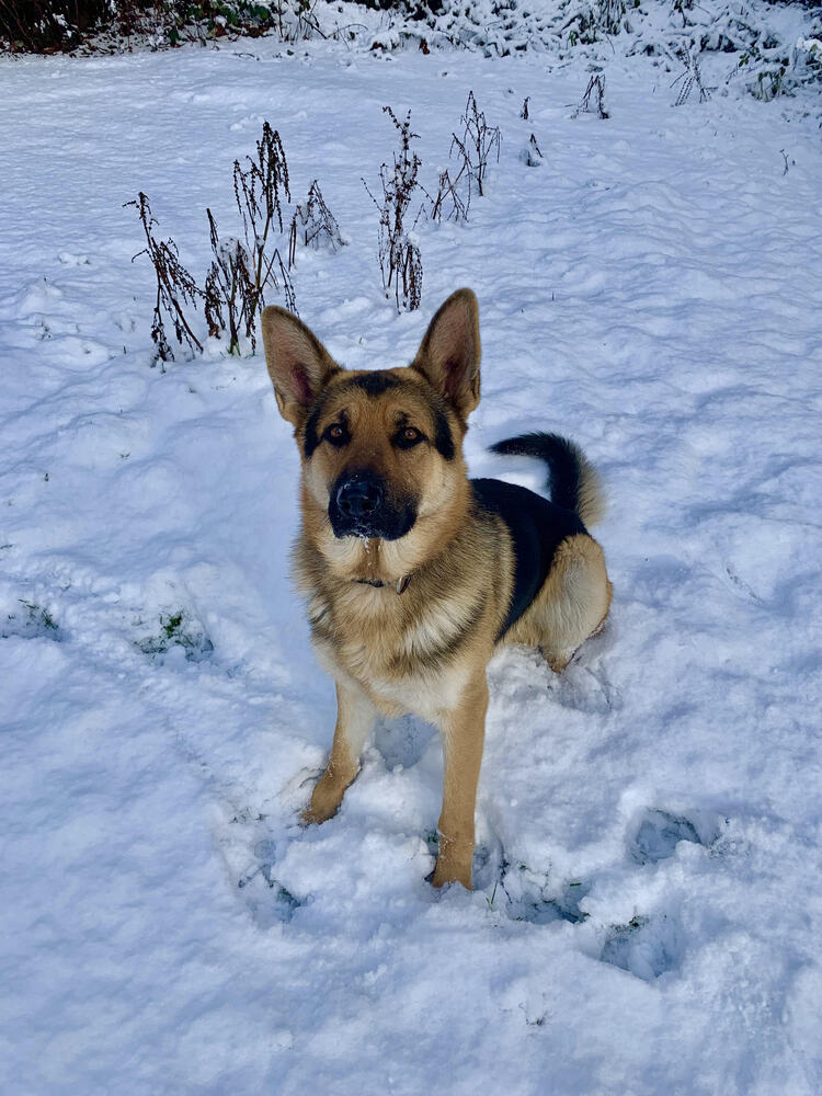 adoptable Dog in Bellingham, WA named Captain