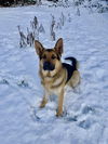 adoptable Dog in , WA named Captain