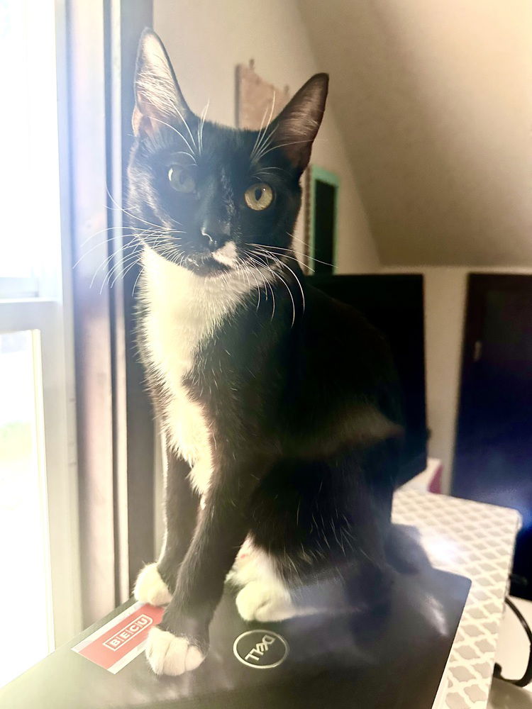 adoptable Cat in Bellingham, WA named Boogie