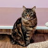 adoptable Cat in Bellingham, WA named Boo Boo