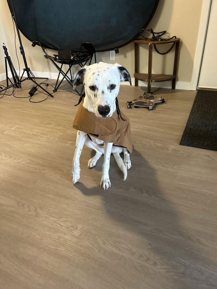 adoptable Dog in Bellingham, WA named Pongo