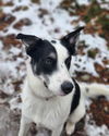 adoptable Dog in Bellingham, WA named Toby