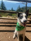 adoptable Dog in Bellingham, WA named Toby