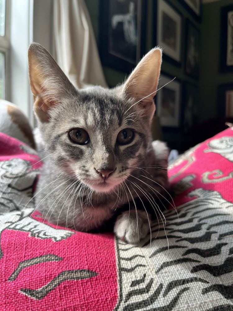 adoptable Cat in Bellingham, WA named Yield