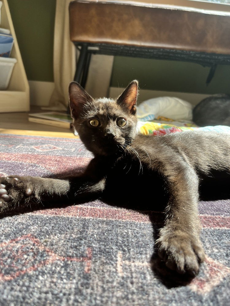 adoptable Cat in Bellingham, WA named Speed Limit