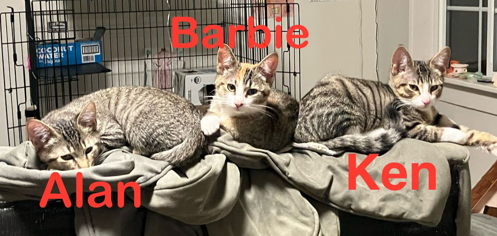 adoptable Cat in Bellingham, WA named Barbie