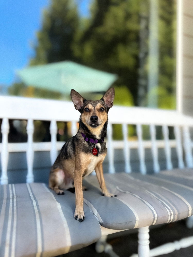 adoptable Dog in Bellingham, WA named Chunky & Pebbles