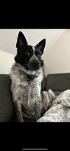 adoptable Dog in  named Frankie