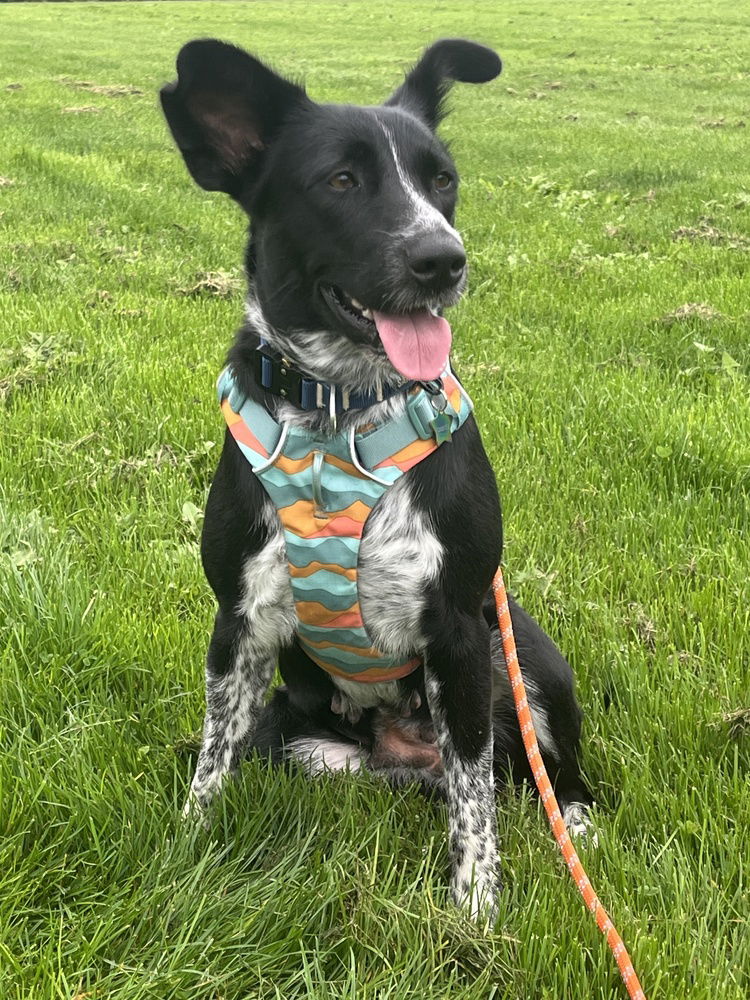 adoptable Dog in Bellingham, WA named Clementine