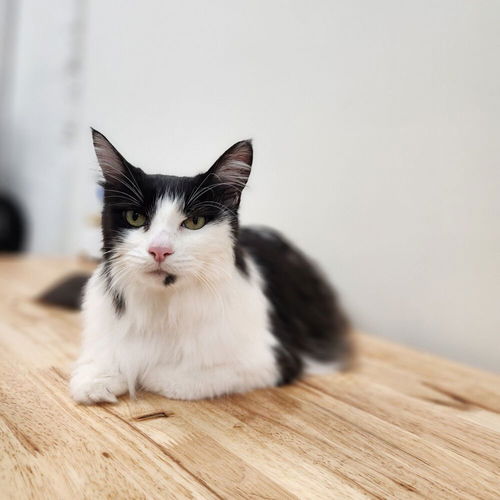 picture of the cat needing adoption