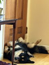 Gunnar - Photo 2