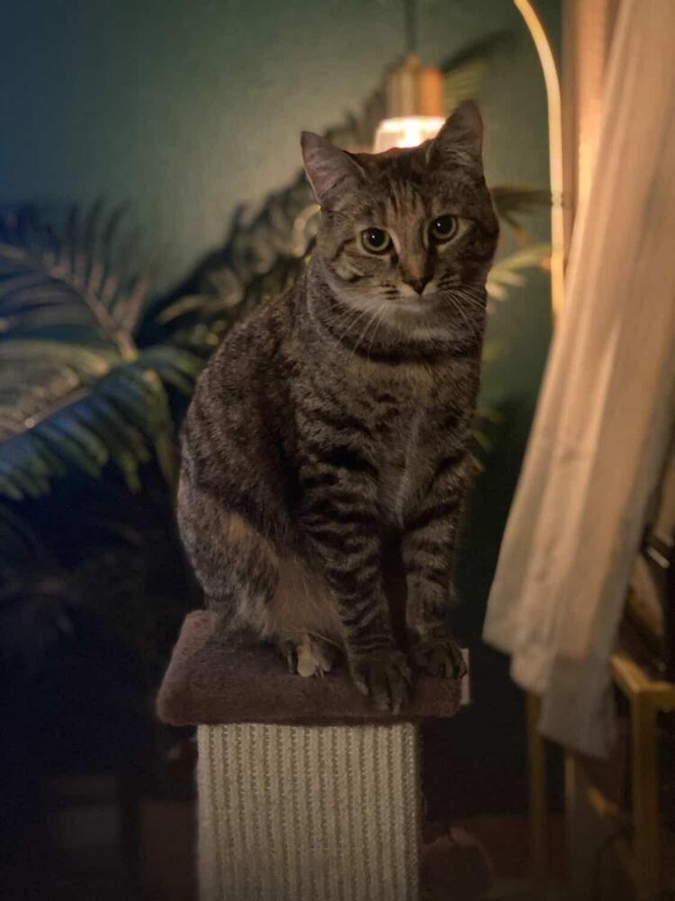 adoptable Cat in Bellingham, WA named Sofia
