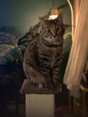adoptable Cat in Bellingham, WA named Sofia