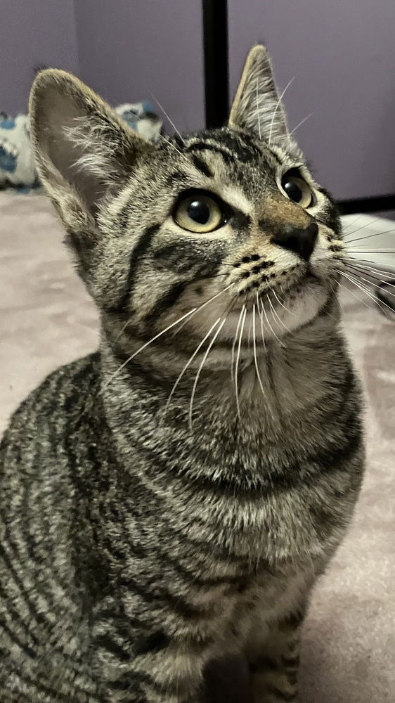 adoptable Cat in Bellingham, WA named Howie