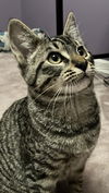 adoptable Cat in Bellingham, WA named Howie