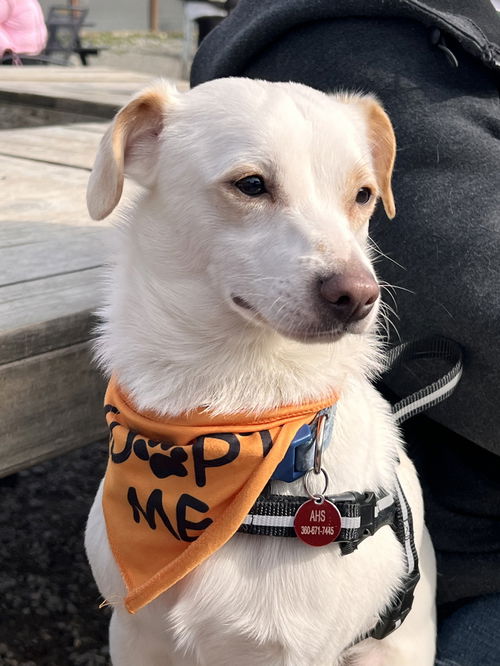 picture of the dog needing adoption