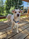 adoptable Dog in  named Chip
