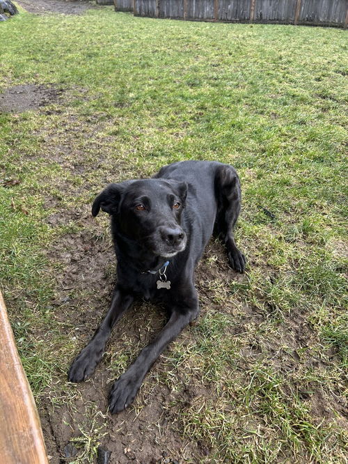 picture of the dog needing adoption