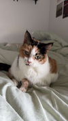 adoptable Cat in  named Jackie