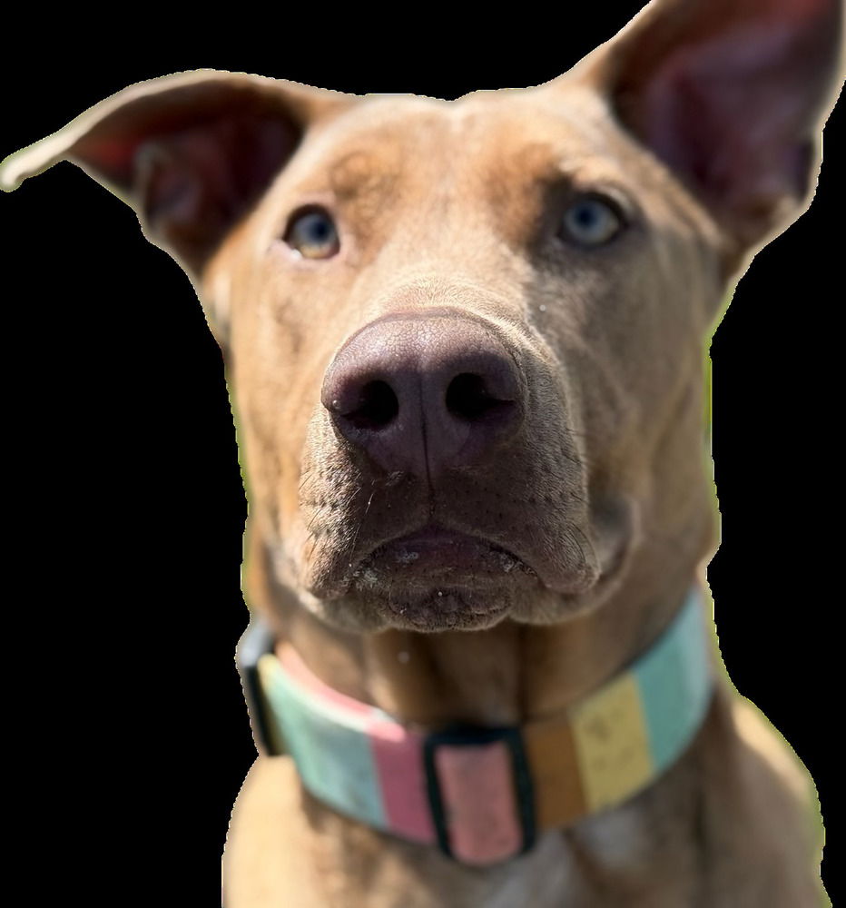 adoptable Dog in Bellingham, WA named Lulu
