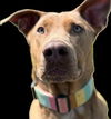 adoptable Dog in Bellingham, WA named Lulu