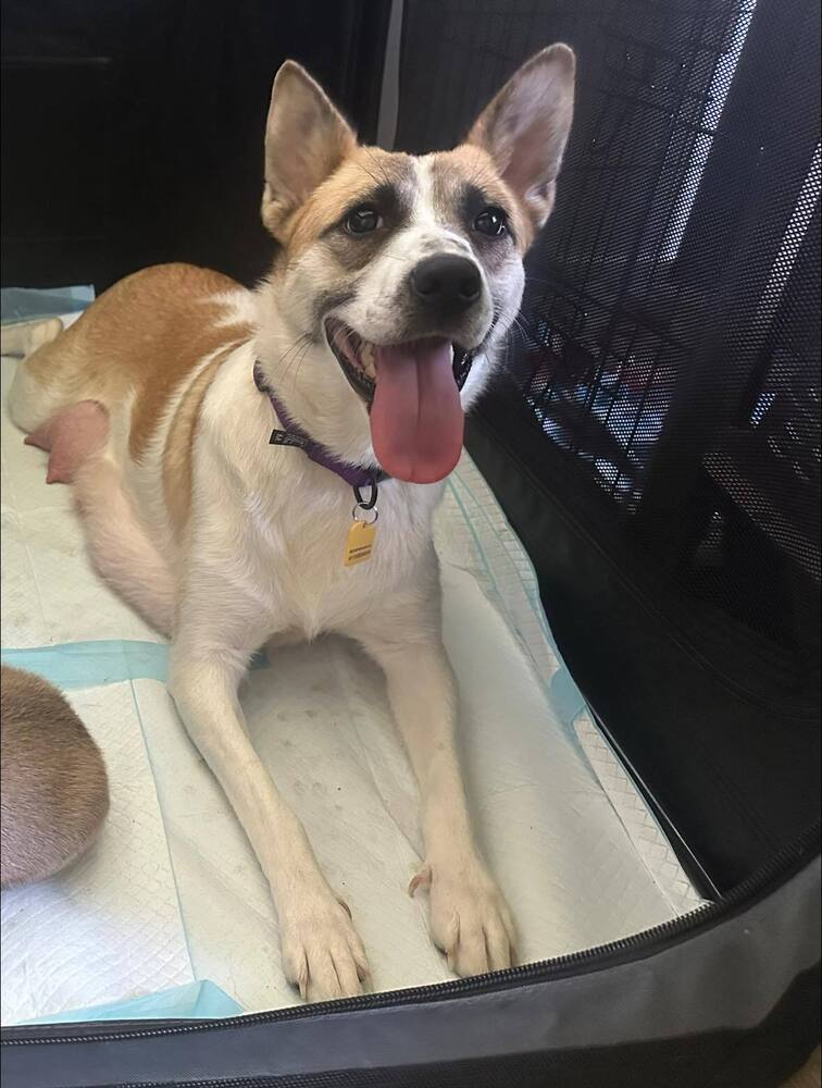 adoptable Dog in Bellingham, WA named Bunny