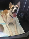 adoptable Dog in Bellingham, WA named Bunny