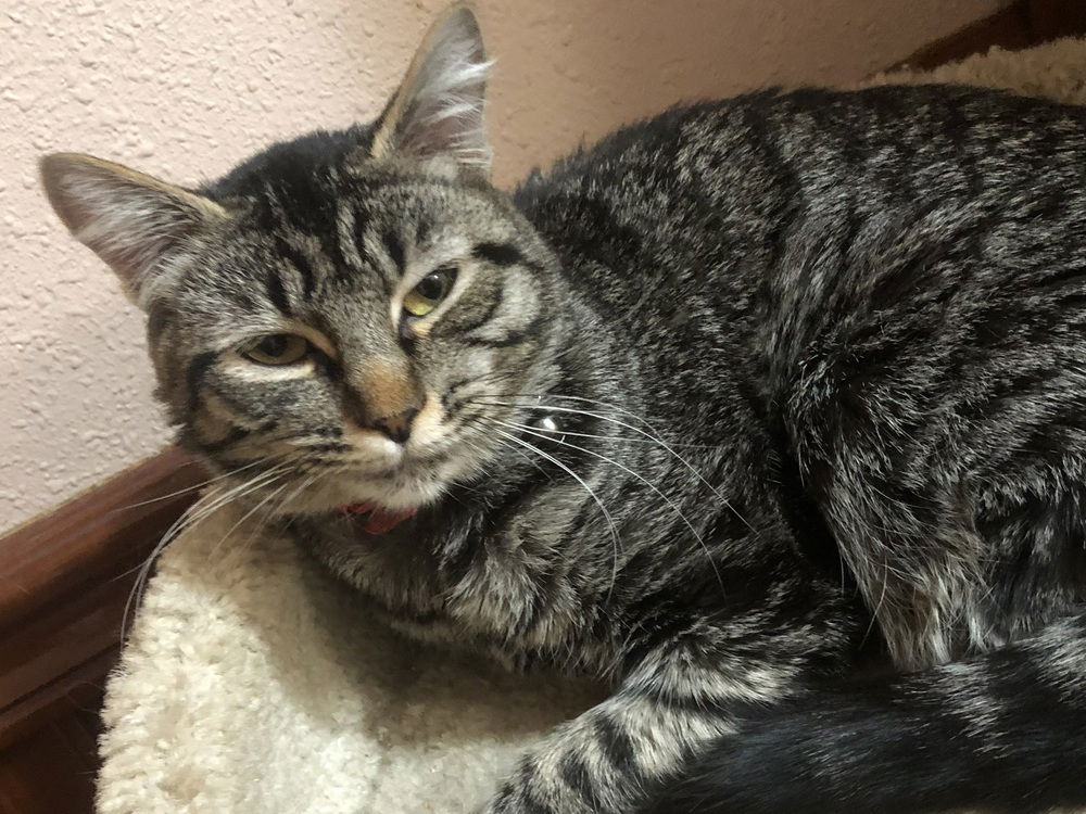adoptable Cat in Bellingham, WA named Maple Bar