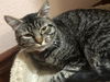 adoptable Cat in Bellingham, WA named Maple Bar