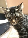 adoptable Cat in Bellingham, WA named Bear Claw