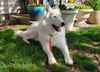 adoptable Dog in Bellingham, WA named Marley