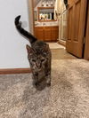 adoptable Cat in Bellingham, WA named Roma