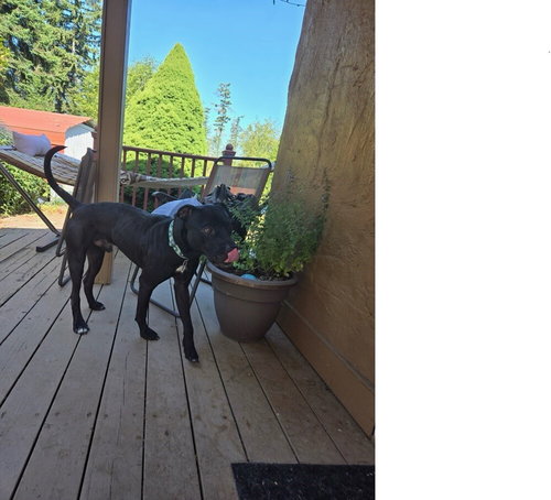 picture of the dog needing adoption