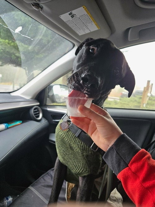 EMMETT - Labrador Retriever / Pit Bull Terrier available for adoption