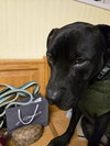 Emmett - Photo 3