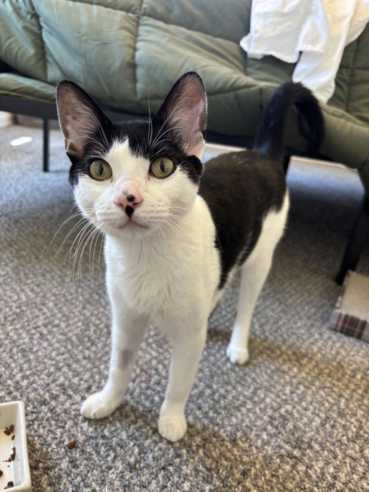 adoptable Cat in Bellingham, WA named Mira