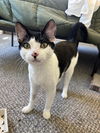 adoptable Cat in  named Mira