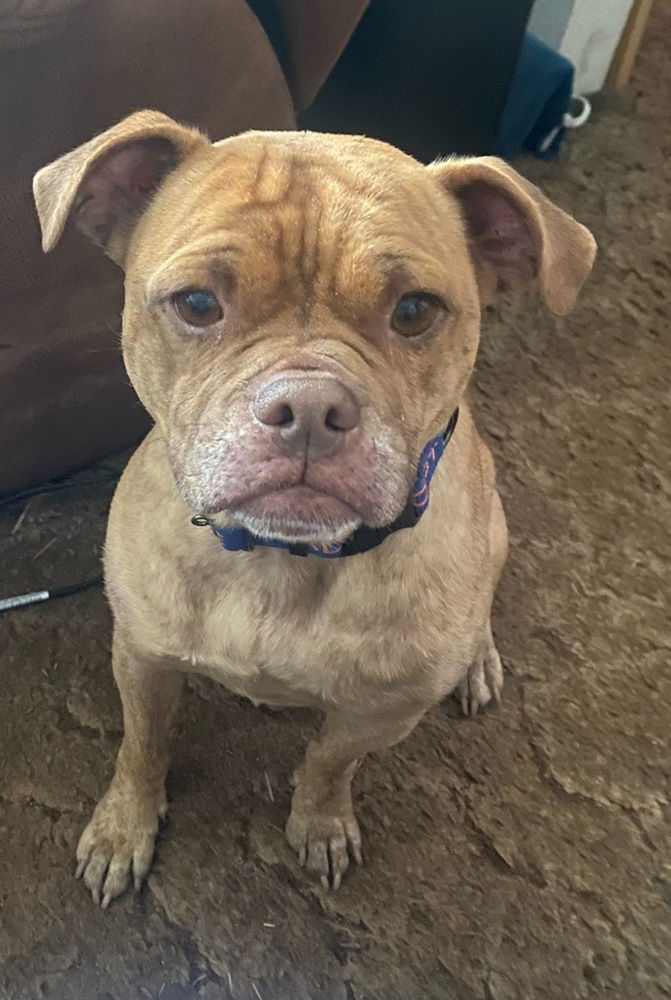 adoptable Dog in Bellingham, WA named Pip
