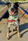 adoptable Dog in  named Rico