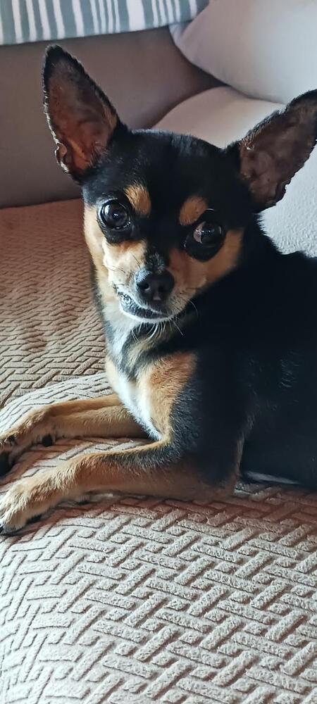 adoptable Dog in Bellingham, WA named Papi