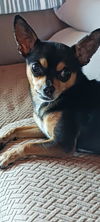 adoptable Dog in  named Papi