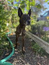adoptable Dog in  named Cherry