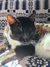adoptable Cat in  named Jake