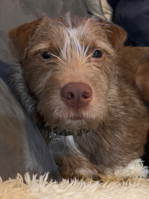 SHIO - German Shorthaired Pointer available for adoption