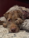 Shio - Photo 2