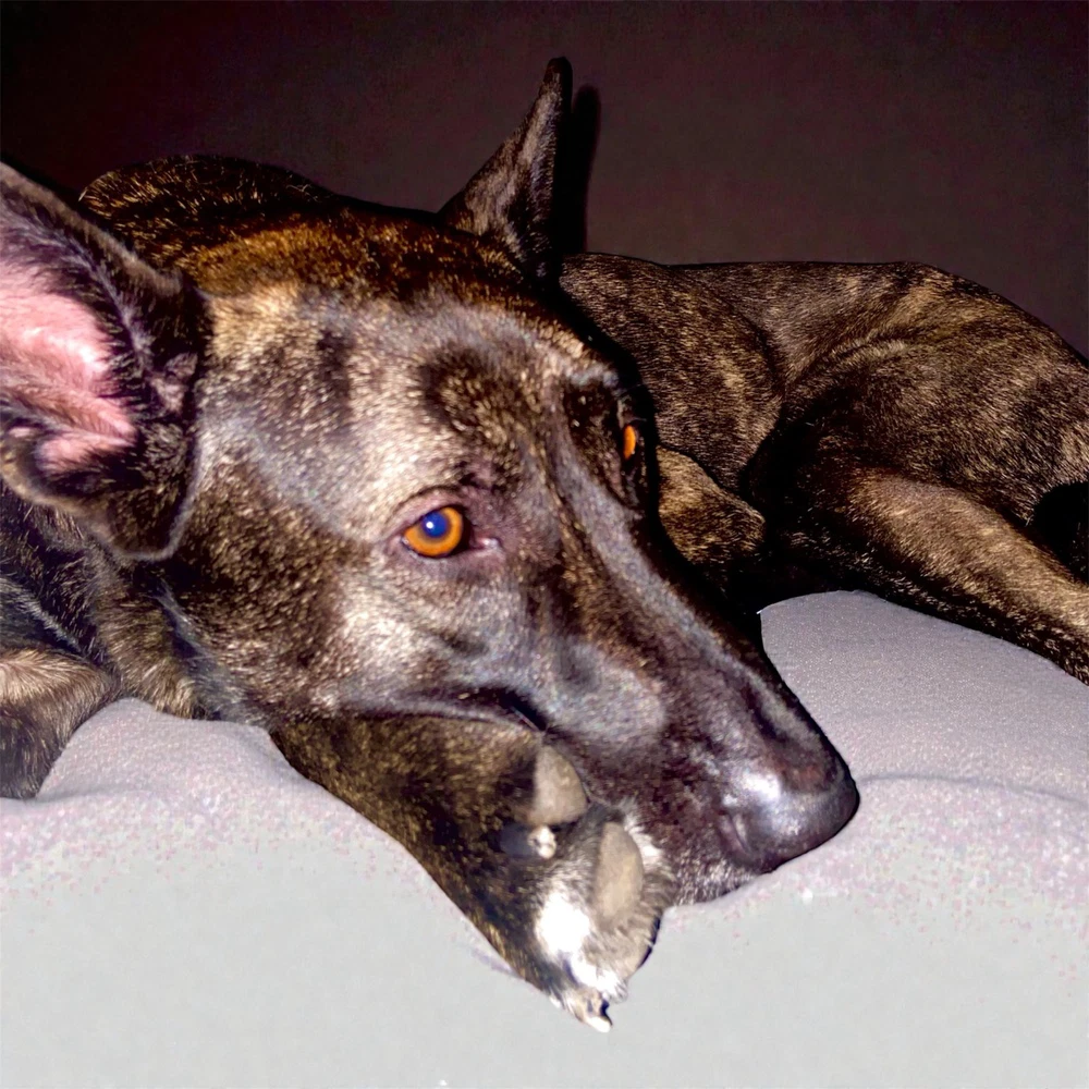 Kota