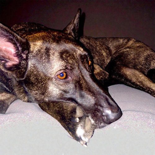 picture of the dog needing adoption