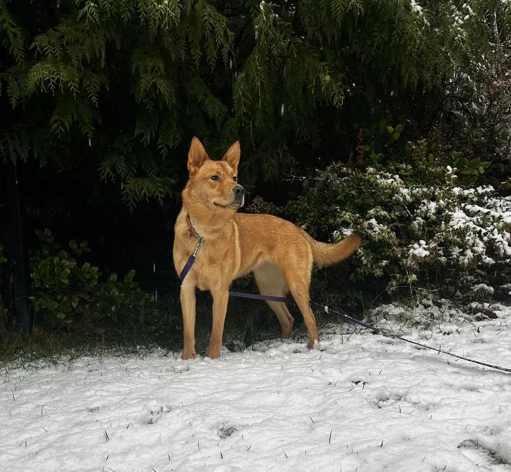 Buttercup - Shepherd