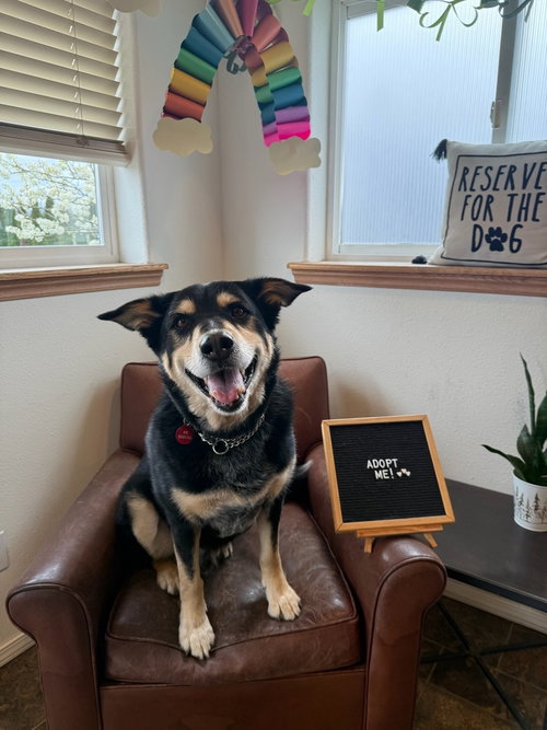 picture of the dog needing adoption