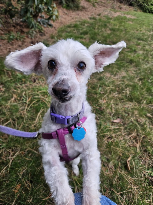Eggnog a/k/a Eddie, an adoptable Maltese in Bellingham, WA